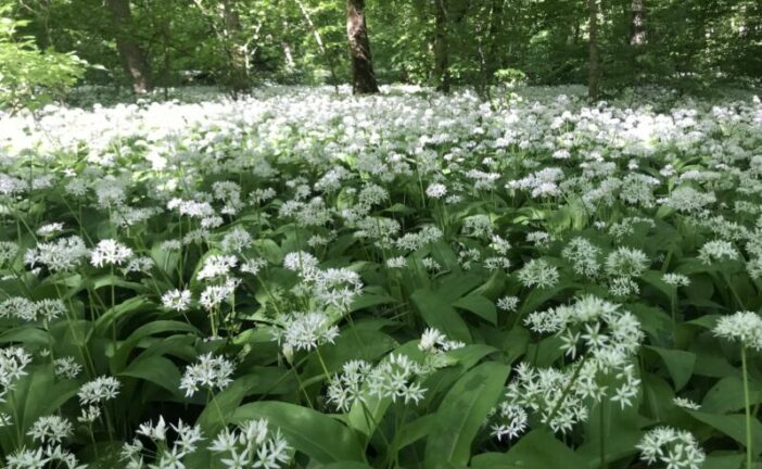Наче білі хмарки на землі: на Тернопільщині квітне реліктова рослина