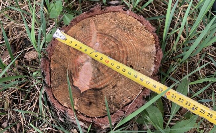 Понад пів сотні пнів: хто незаконно вирубав дерева на Кременеччині?