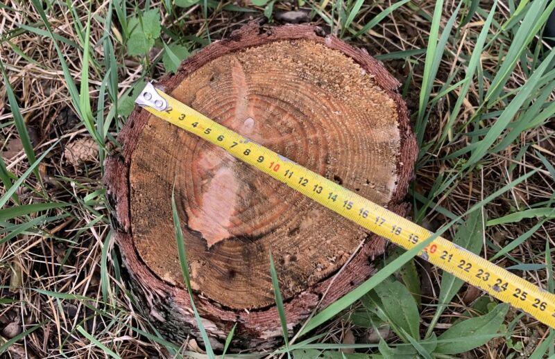 Понад пів сотні пнів: хто незаконно вирубав дерева на Кременеччині?