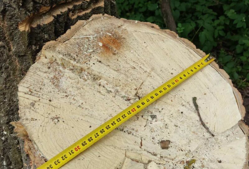 На Тернопільщині незаконно вирубали дерев майже на 2 мільйони гривень