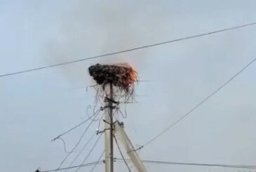Тернопільщина: на електроопорі згоріло лелече гніздо