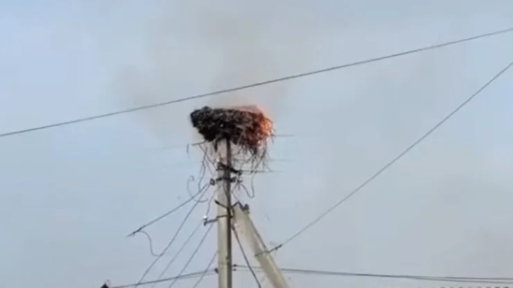Тернопільщина: на електроопорі згоріло лелече гніздо