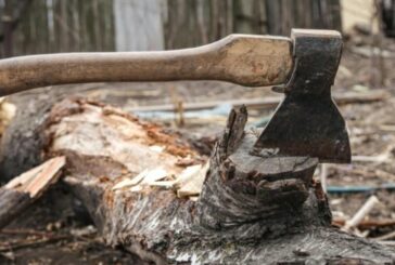 У Кремецькому лісництві незаконно вирубали дерева