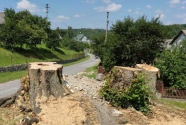 На Тернопільщині знищено пам’ятку природи «Липи біля Святого Миколая», віком понад 160 років