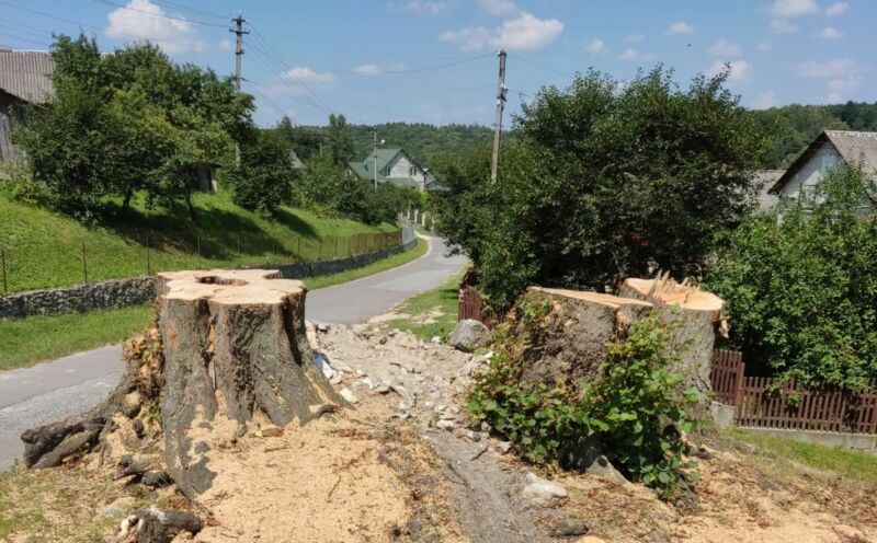 На Тернопільщині знищено пам’ятку природи «Липи біля Святого Миколая», віком понад 160 років