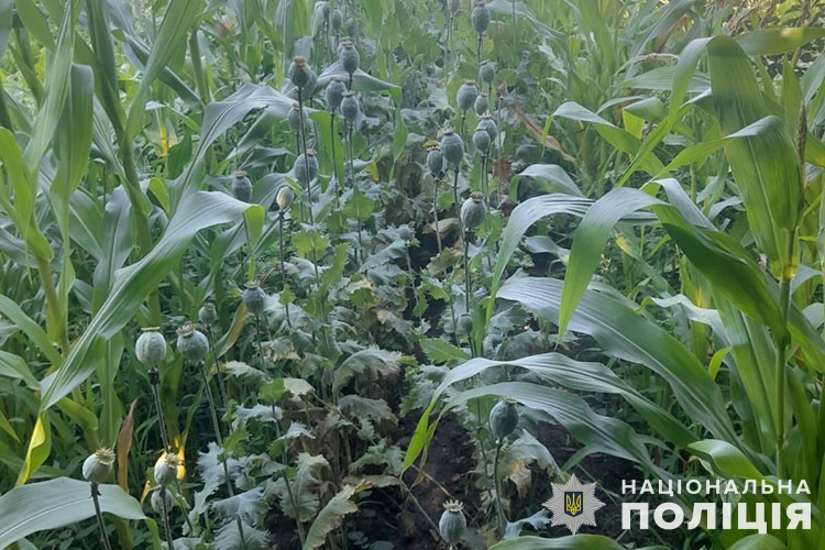 Кукурудзяне «маскування» не допомогло: жительці Тернопільщини «світить» від 3 до 7 років за вирощування маку