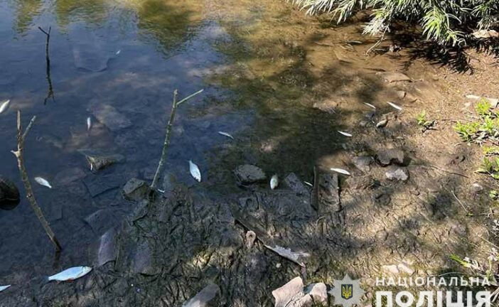 У річці Збруч на Тернопільщині виявили масову загибель риби