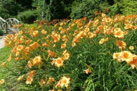 У Кременецькому ботанічному саду на Тернопільщині цвітуть «квіти забуття» (ФОТО)