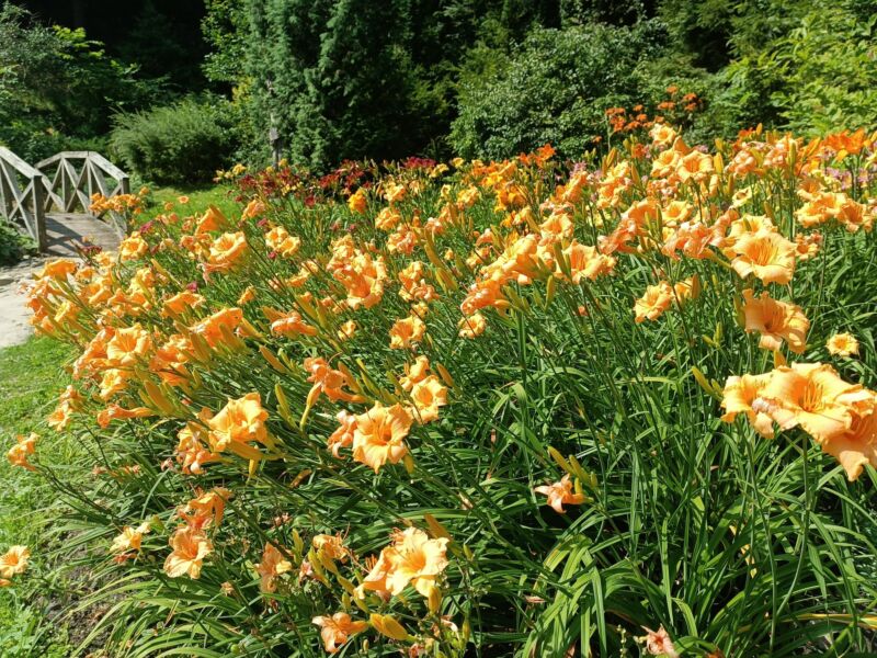 У Кременецькому ботанічному саду на Тернопільщині цвітуть «квіти забуття» (ФОТО)