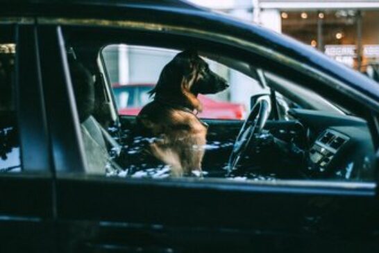 Рятувальники просять тернополян не залишати в спеку собак у закритих автівках