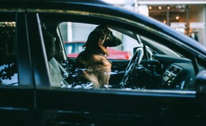 Рятувальники просять тернополян не залишати в спеку собак у закритих автівках