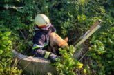 У Бучачі в колодязь впала собака: допомогли  рятувальники