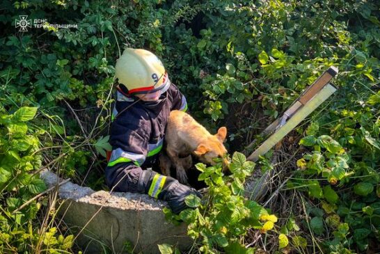 У Бучачі в колодязь впала собака: допомогли  рятувальники