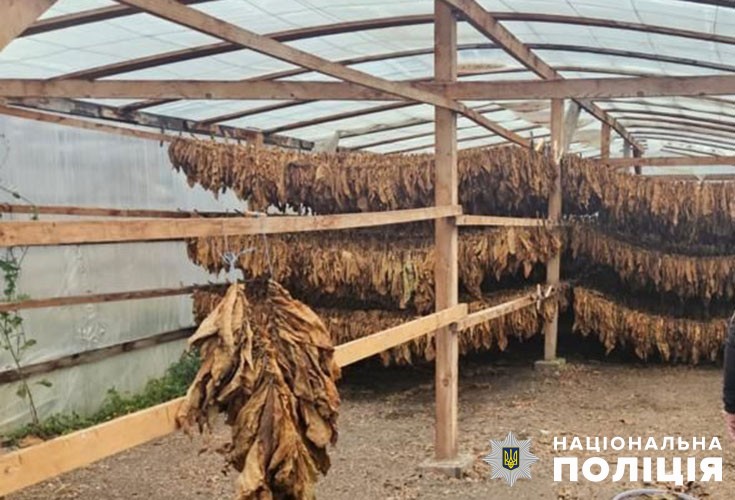 На Тернопільщині «накрили» підпільне виробництво тютюну