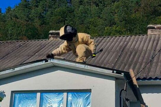 На Тернопільщині рятувальники знову вилучили більше десяткв гнізд шершнів та ос