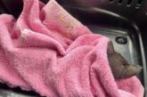 Кожне життя важливе: тернопільські патрульні врятували травмоване кошеня