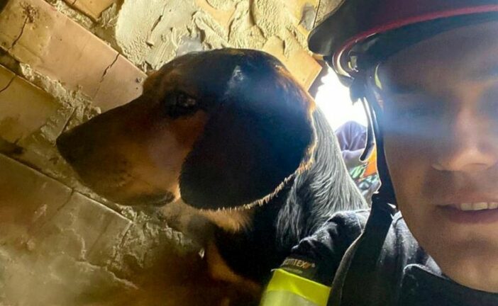 Тернопільські надзвичайники врятували песика: впав у підвал недобудови