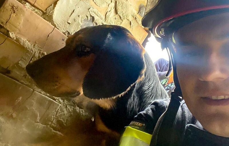 Тернопільські надзвичайники врятували песика: впав у підвал недобудови