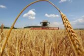 На Тернопільщині намолотили перший мільйон тонн зерна