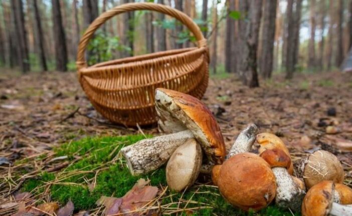 Пішли в ліс за грибами і зникли: на Тернопільщині шукають двох літніх жінок