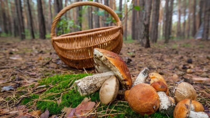 Пішли в ліс за грибами і зникли: на Тернопільщині шукають двох літніх жінок