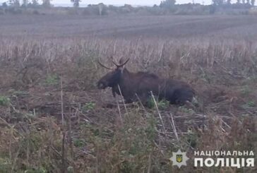 На Тернопільщині під колеса авто потрапив лось