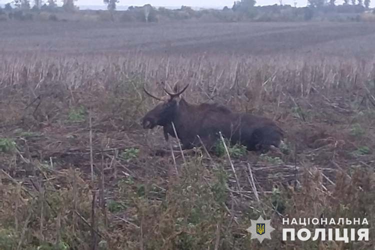 На Тернопільщині під колеса авто потрапив лось