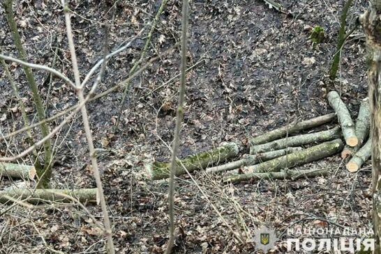 За незаконну рубку дерев та пропозицію хабаря поліцейським жителю Тернопільщини «світить»  кримінал