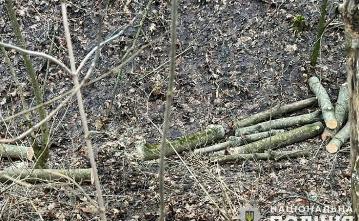 За незаконну рубку дерев та пропозицію хабаря поліцейським жителю Тернопільщини «світить»  кримінал