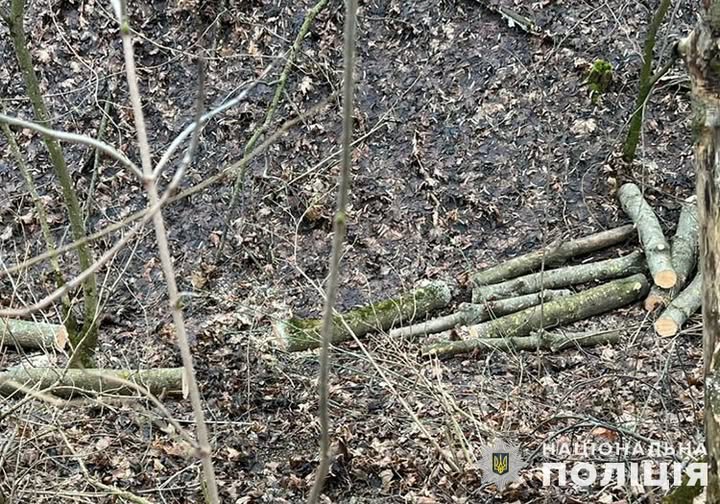 За незаконну рубку дерев та пропозицію хабаря поліцейським жителю Тернопільщини «світить»  кримінал