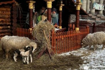 У Тернополі в різдвяній шопці народилося двоє ягнят