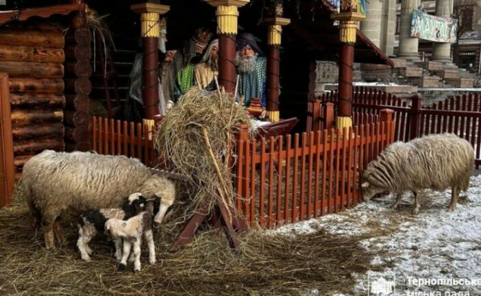 У Тернополі в різдвяній шопці народилося двоє ягнят