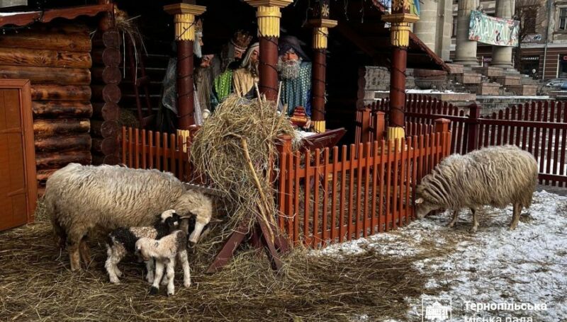 У Тернополі в різдвяній шопці народилося двоє ягнят