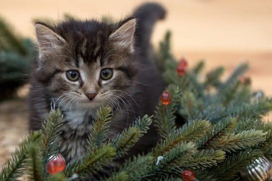 2 січня: Котячий Новий рік, день мотивації і натхнення