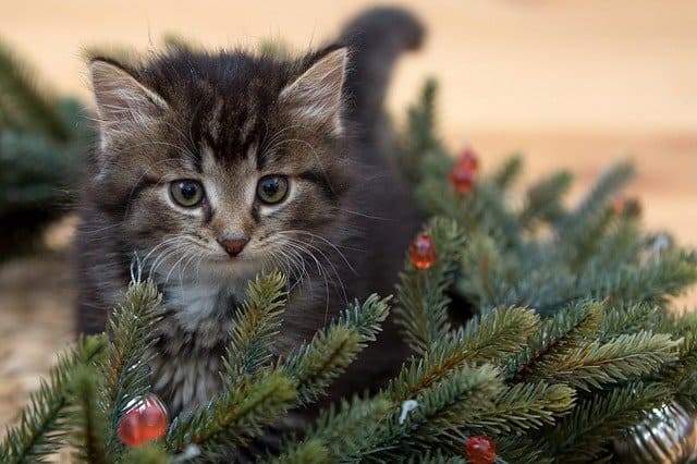 2 січня: Котячий Новий рік, день мотивації і натхнення