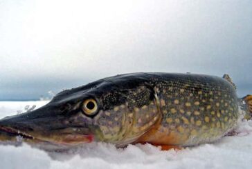 На Тернопільщині з 15 лютого заборонено вилов щуки