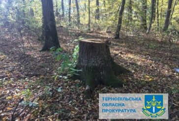 На Тернопільщині за незаконну вирубку дерев лісогосподарське підприємство сплатить 260 тис грн