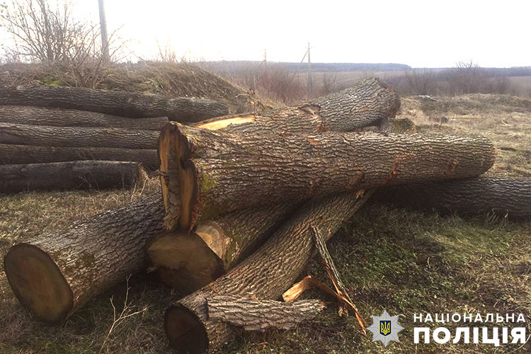 Понад 600 тисяч гривень збитків: на Тернопільщині судитимуть лісника