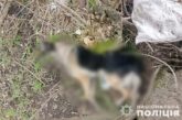Вбили собаку, поки власниця за кордоном: на Тернопільщині рослідують жорстоке поводження з твариною