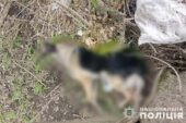Вбили собаку, поки власниця за кордоном: на Тернопільщині рослідують жорстоке поводження з твариною