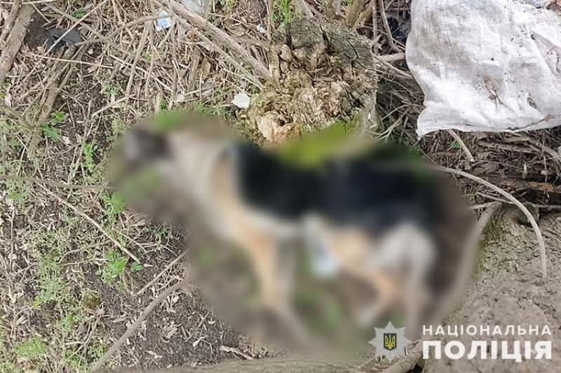Вбили собаку, поки власниця за кордоном: на Тернопільщині рослідують жорстоке поводження з твариною