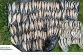 Незаконно виловив риби на 200 тисяч гривень: на Тернопільщині викрили браконьєра