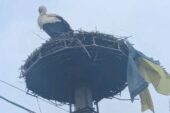 «Знає, де його серце»: на Закарпатті лелека приніс до свого гнізда прапор України