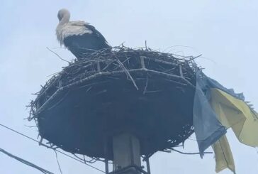 «Знає, де його серце»: на Закарпатті лелека приніс до свого гнізда прапор України