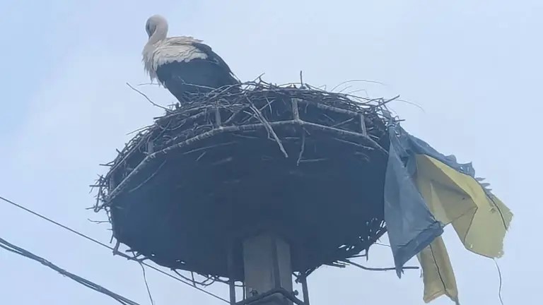 «Знає, де його серце»: на Закарпатті лелека приніс до свого гнізда прапор України