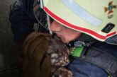 На Тернопільщині рятувальники витягли кота з криниці