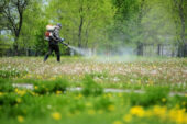 Коли парки Тернополя планують обробляти від кліщів