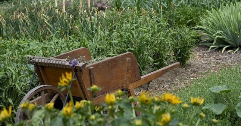 Що та коли садити: місячний посівний календар на червень