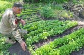Військовий із Тернопільщини доглядає за грядками на передовій