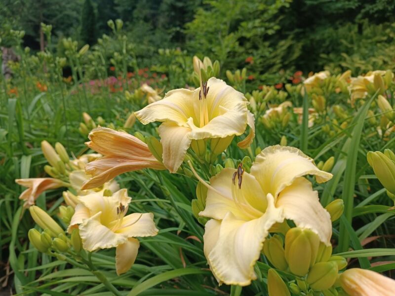 FB_IMG_1753246112900